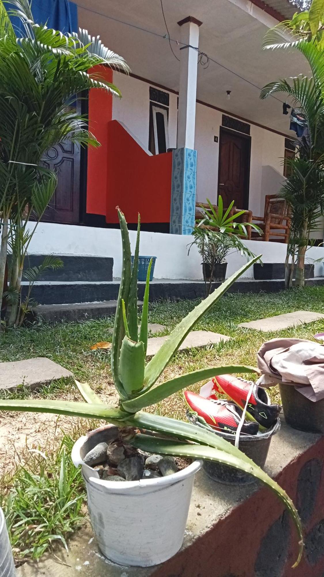 Roy Homestay Kuta Kuta  Ngoại thất bức ảnh